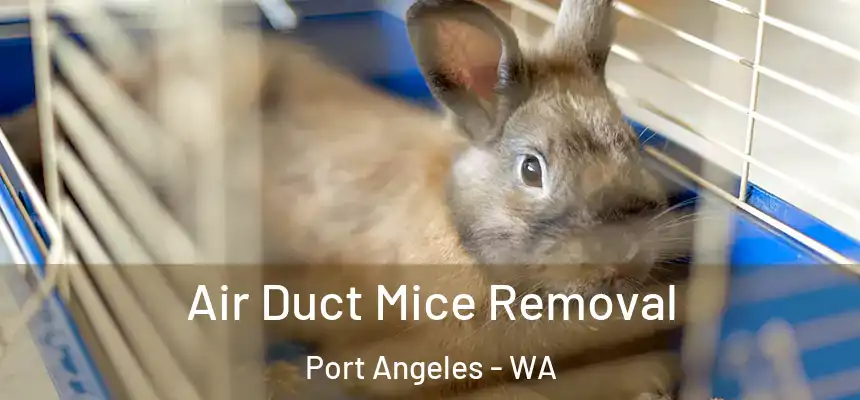  Air Duct Mice Removal Port Angeles - WA